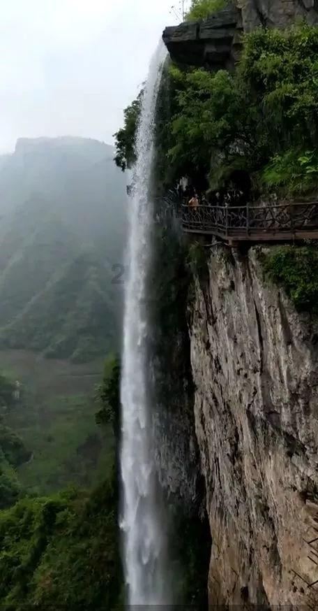 白化摇篮曲